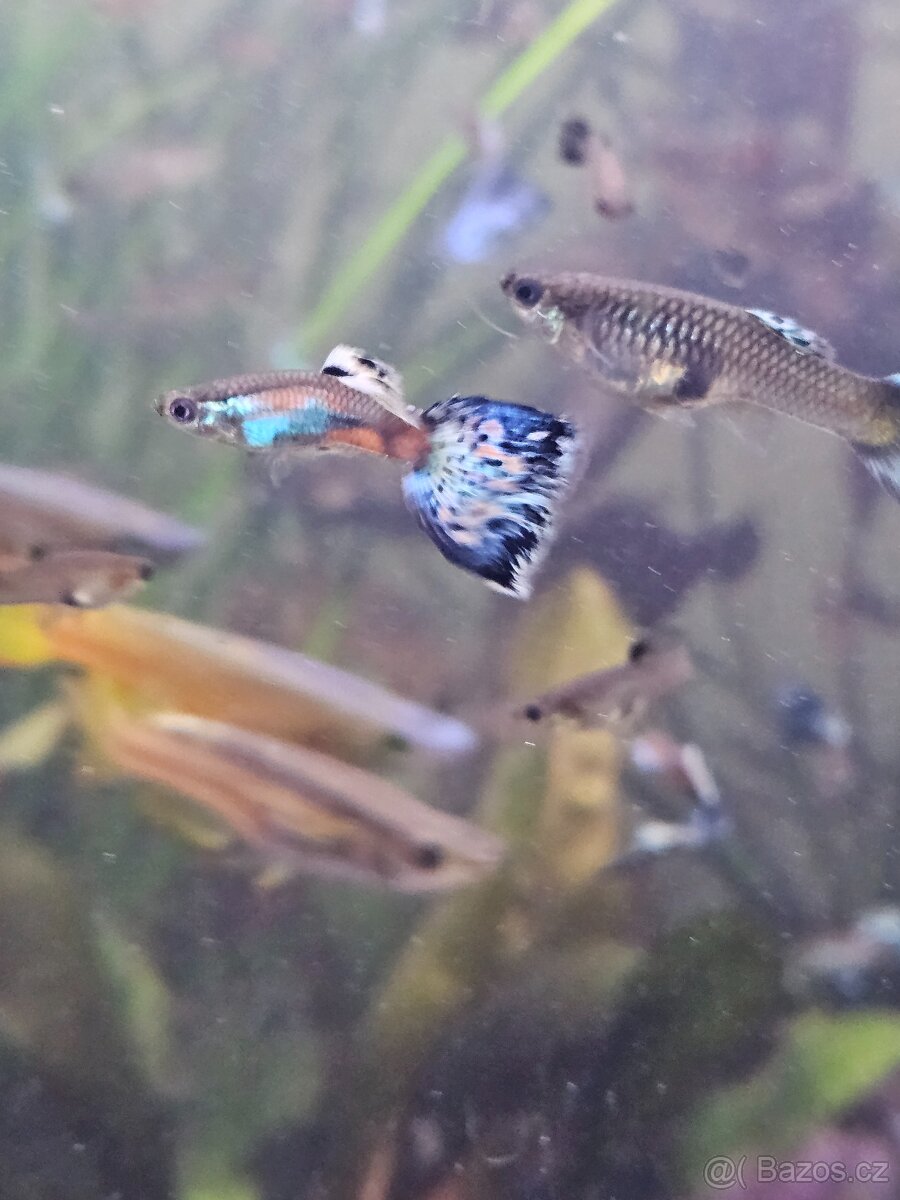 Daruji paví očka - 8