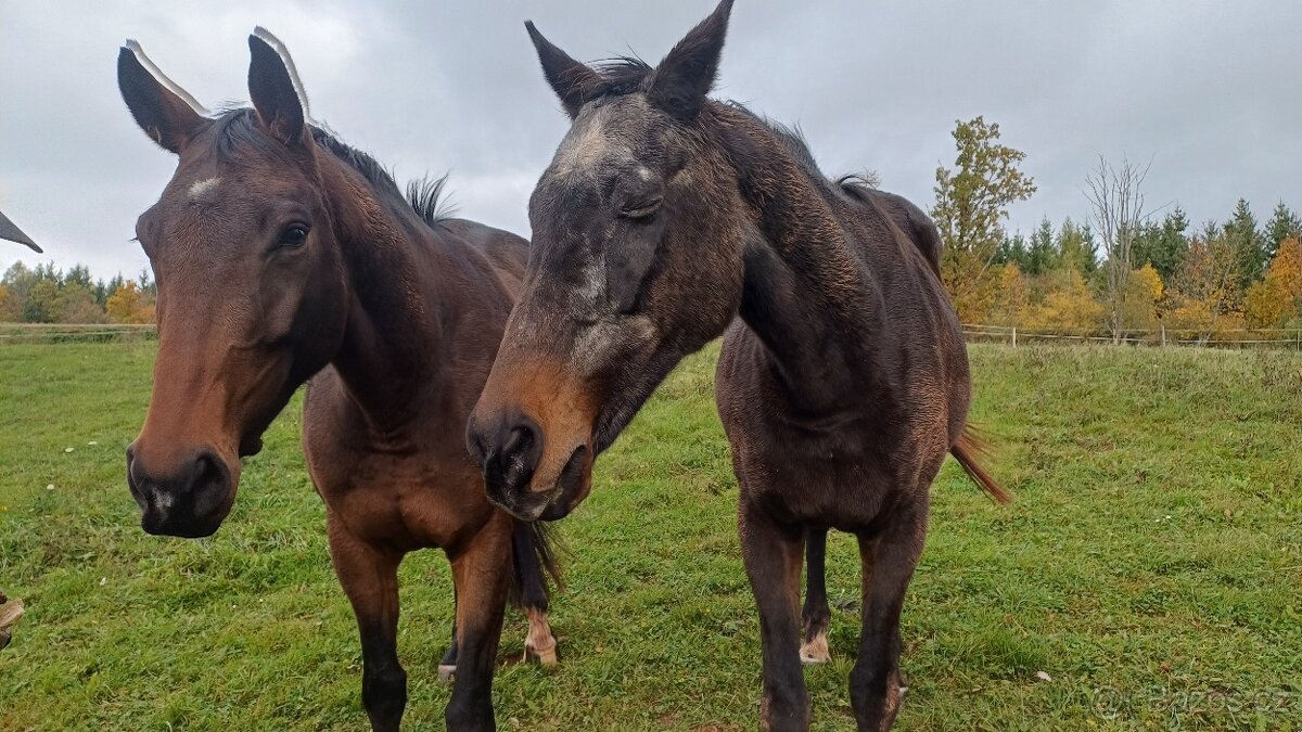 Prodám kobylu A1/1 - 8