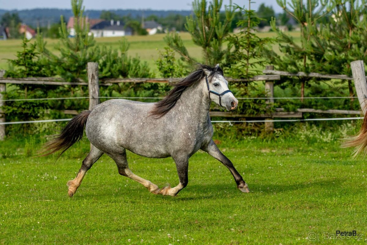 5-letá welsh mountain pony klisna - 8