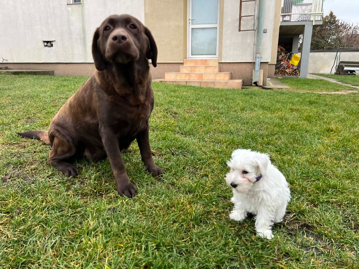 Knírač malý bílý s PP - 8