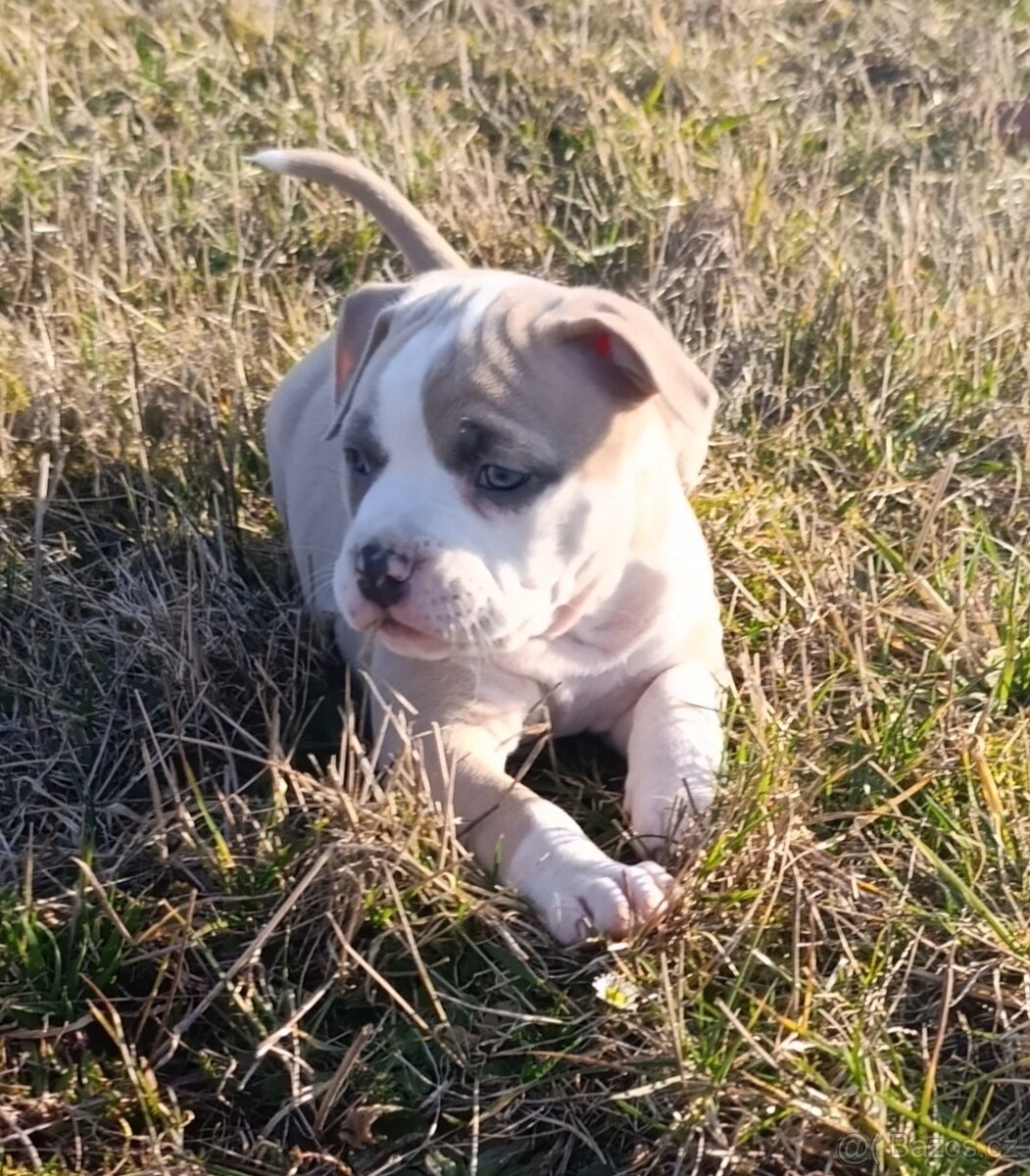 American Bully Standard - 8