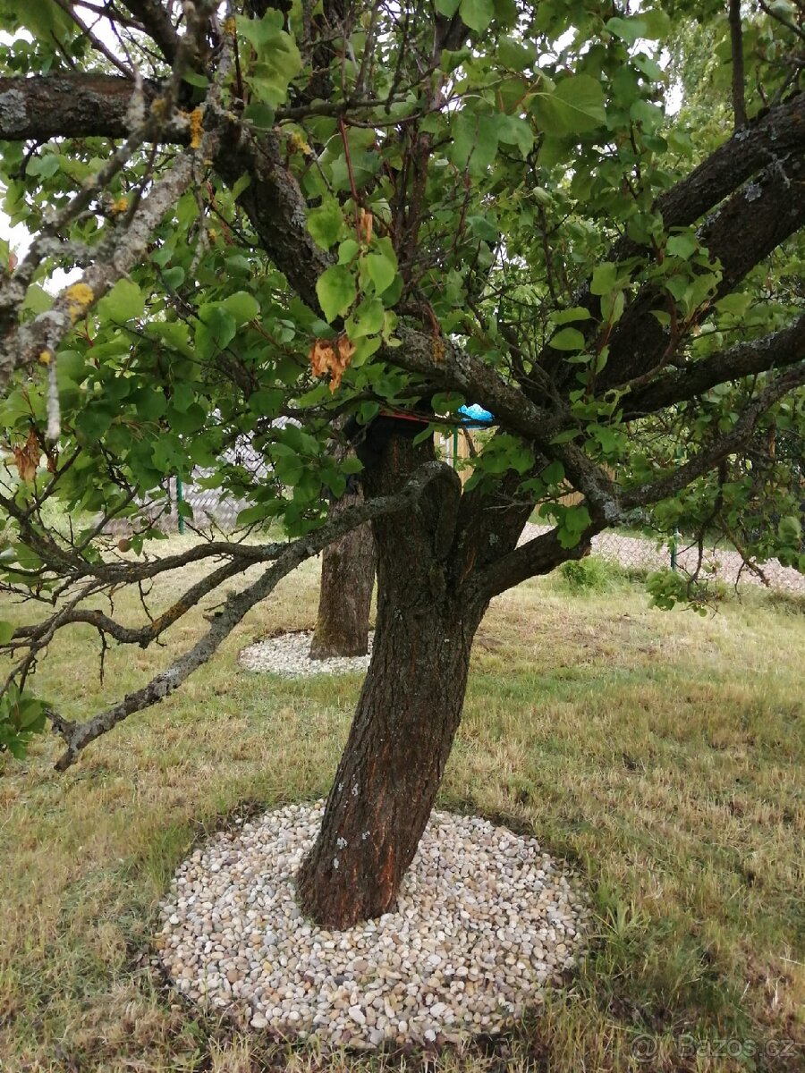 Pronájem zahrady - 8