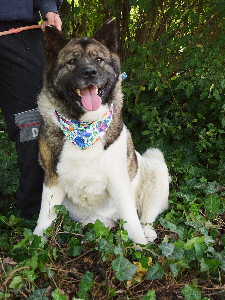 MACI K ADOPCI - přátelská, hravá, vděčná, vhodná k dětem - 8