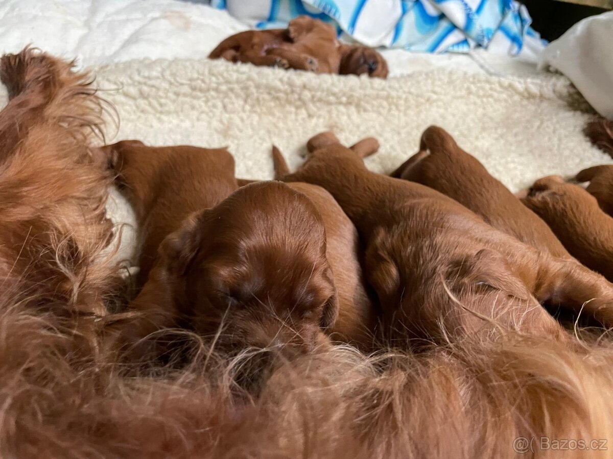 Irský setr štěňata s PP - 8