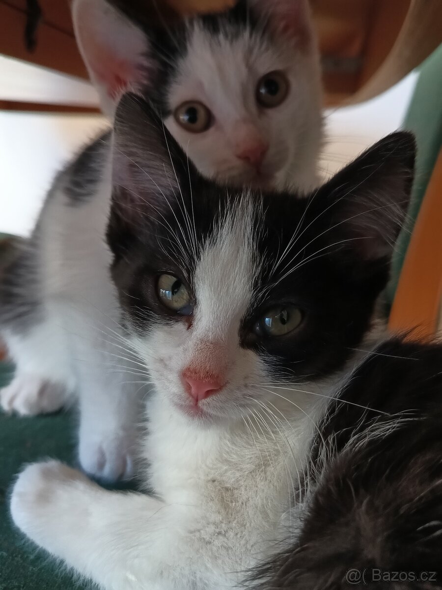 Koťátka - 8