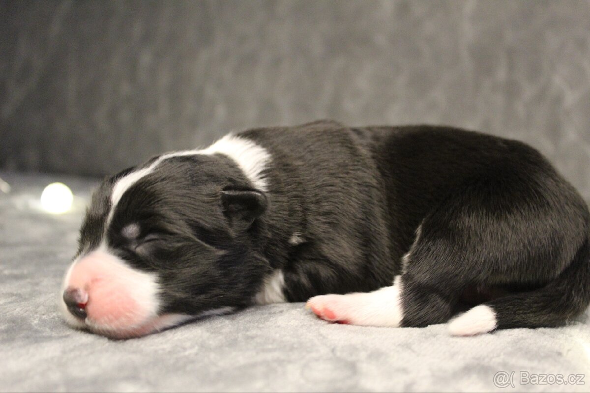 Štěňátka border kolie s PP - 8
