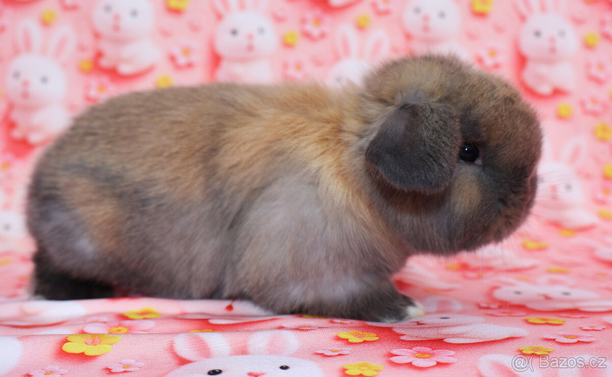 MiniLop beránek sameček . - 8