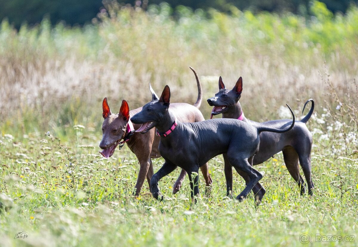 Peruánsky a Mexický naháč - 8