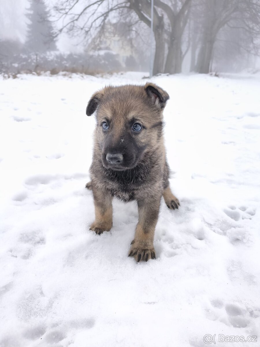 Německý ovčák - štěně s PP - 8