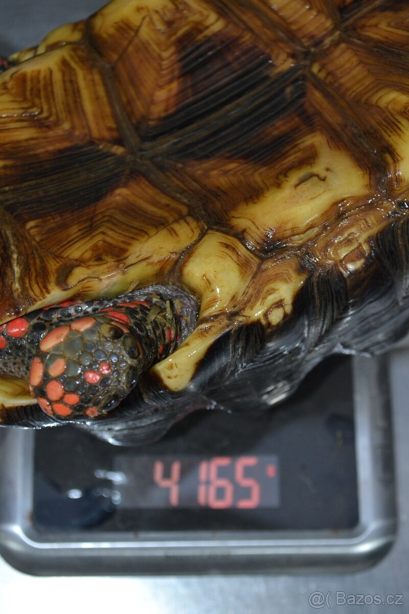 DOSPĚLÝ SAMEC ŽELVY UHLÍŘSKÉ 4,2 kg - 8