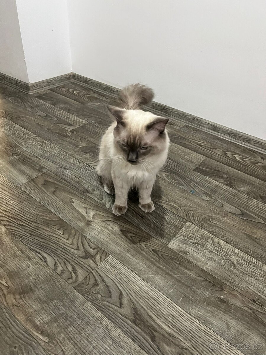 Ragdoll Kocour bez PP - 8