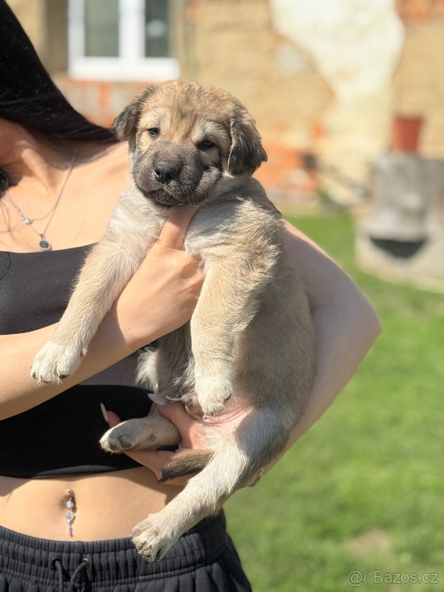 Štěňata - 8