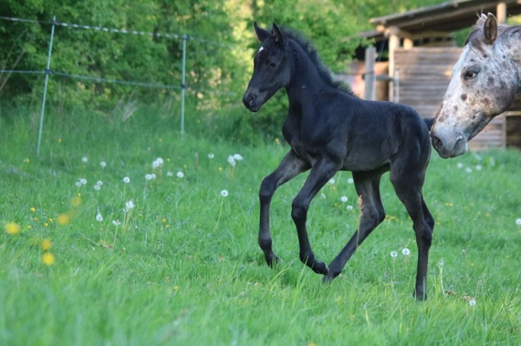 Připouštění Qh hřebcem Silver Black Harry - 8