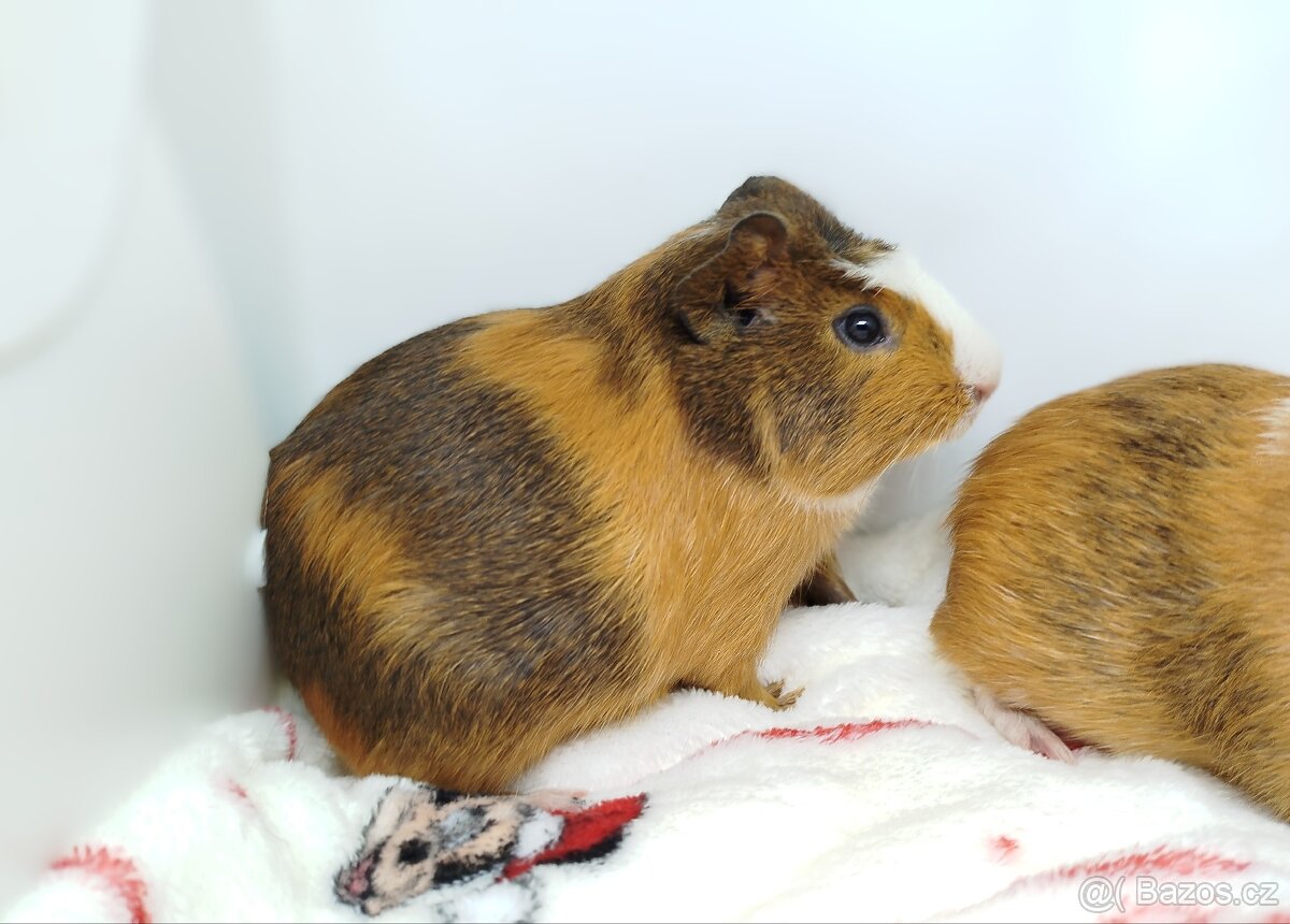 Morče, morčata, morčátko - JACOB a JAMES - 8