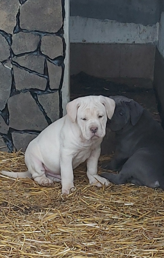 CANE CORSO STRAW/WHITE a modré - 8