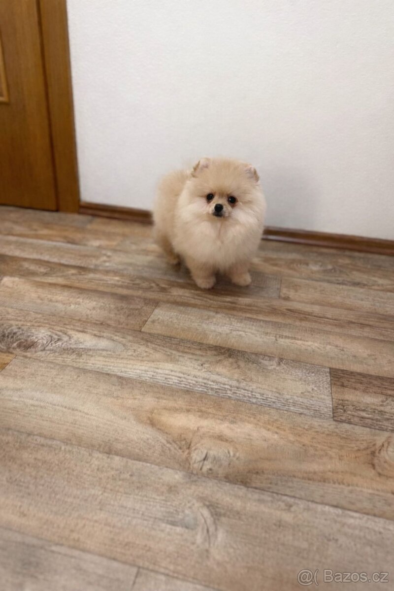 Pomeranian s PP - 8