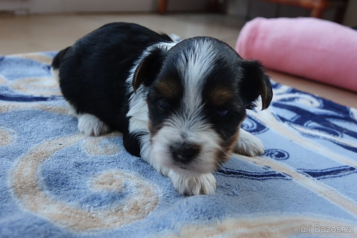 Nabízím k rezervaci štěňata biewerů - 8