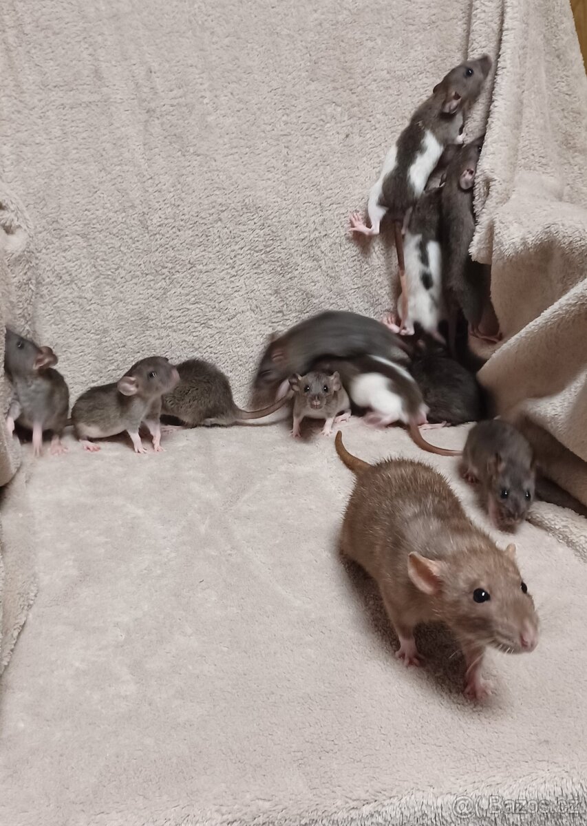 mláďata potkana Dumbo - 8