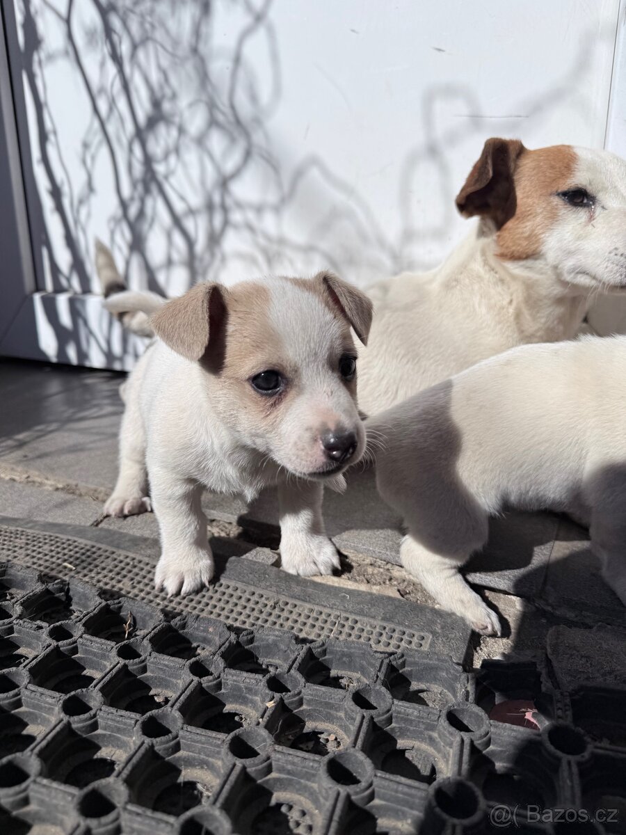 Jack russell teriér - 8