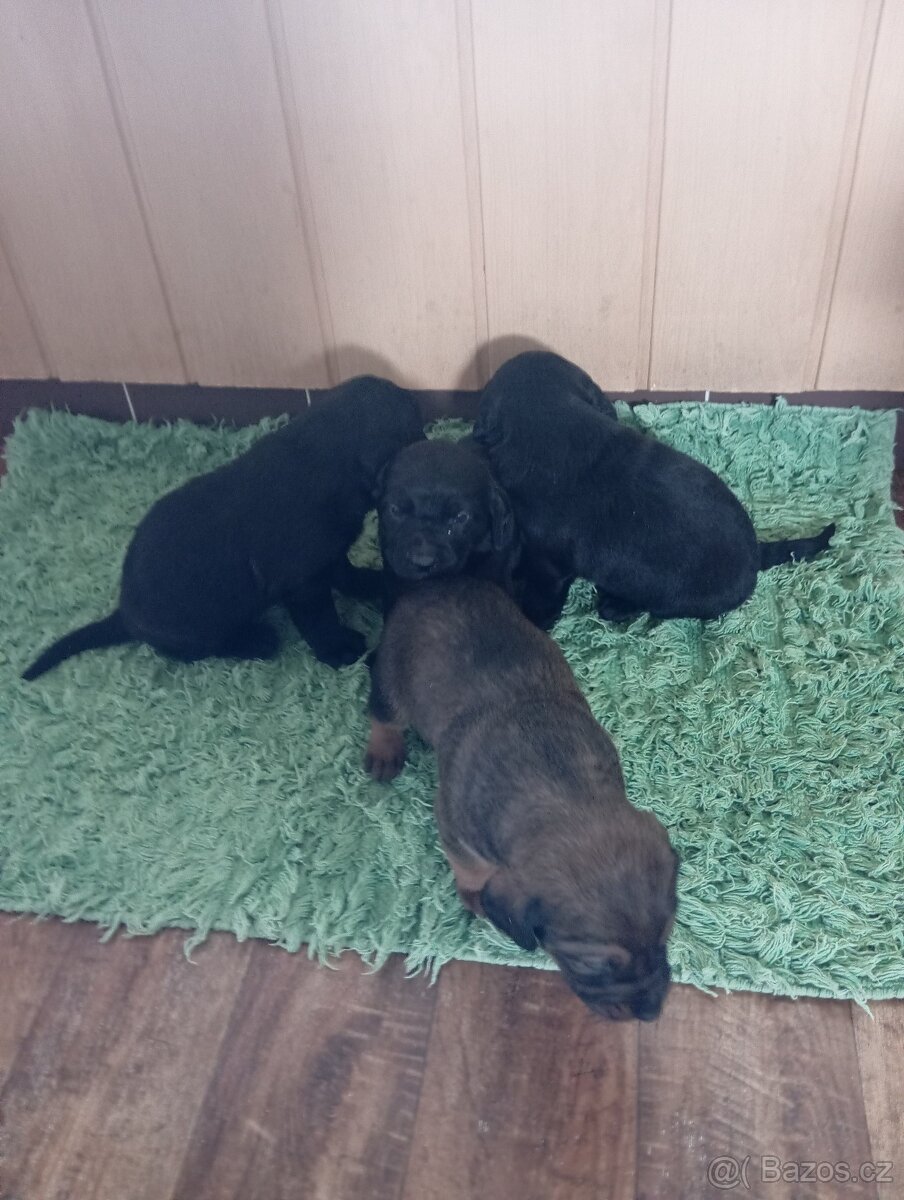 Nabízím štěňátka do dobrých rukou. - 8