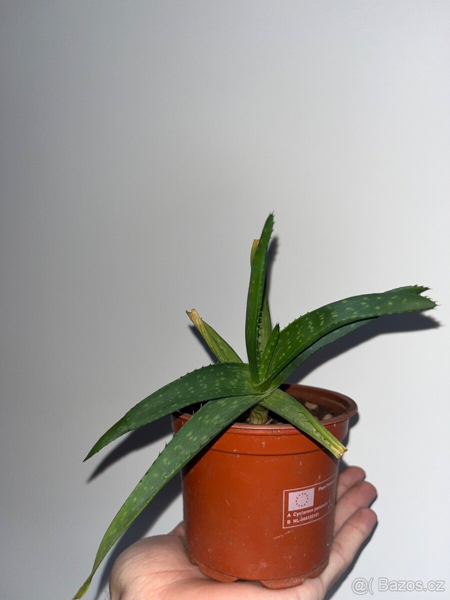Aloe okrasné - 8