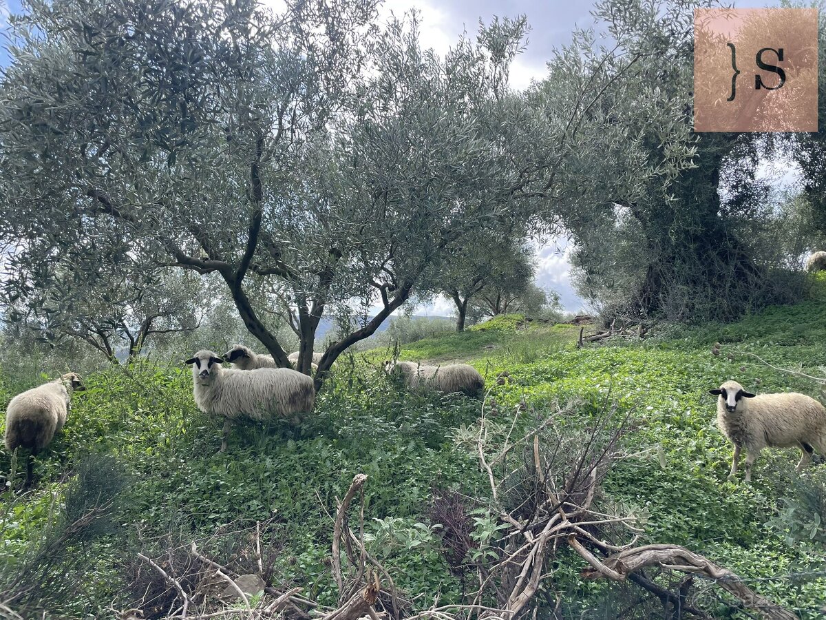 Prodej, pozemek, 4 000 m, , , Česko - 8