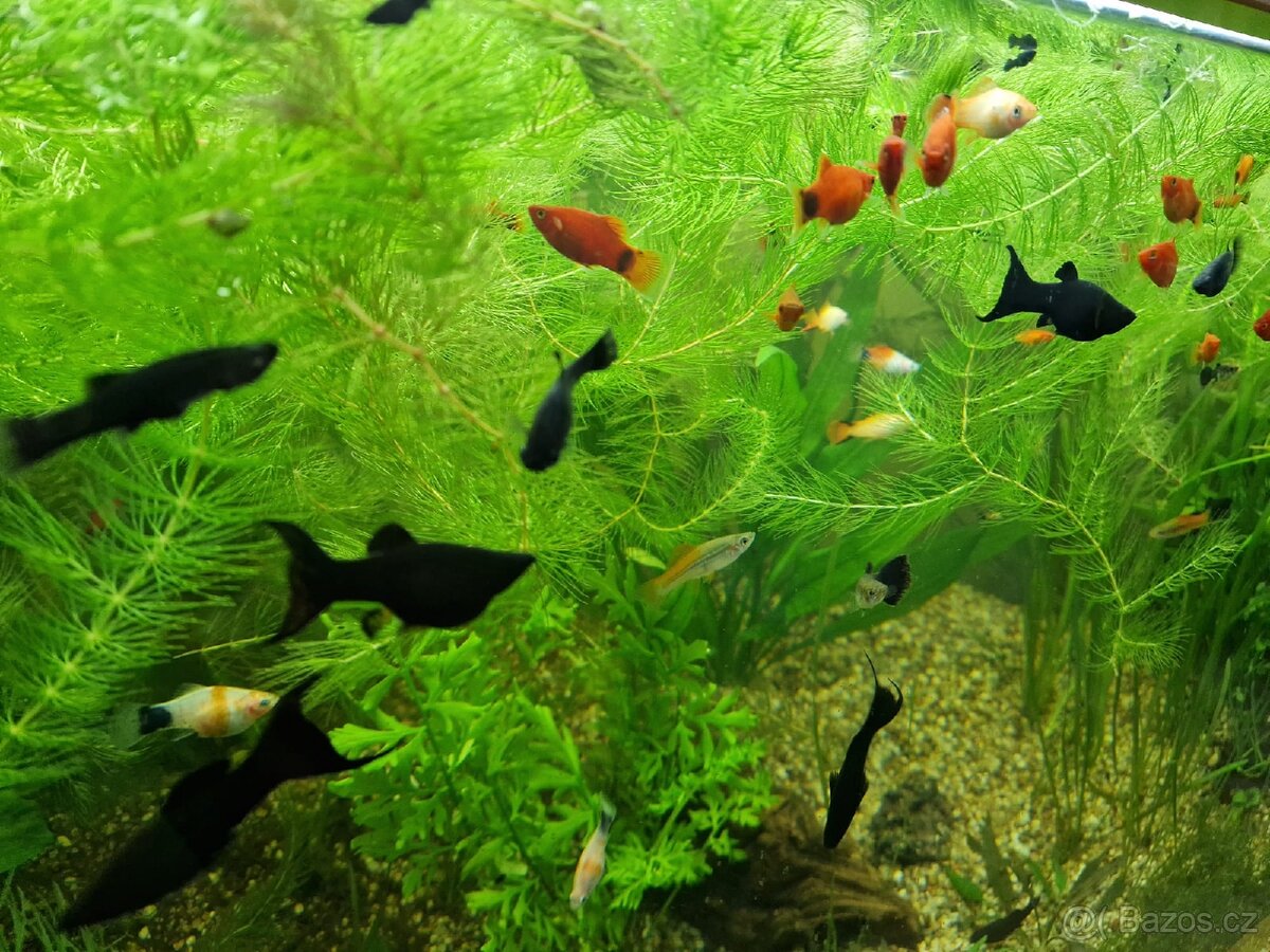 AKVARIJNÍ ROSTLINY -RŮŽKATEC - 8