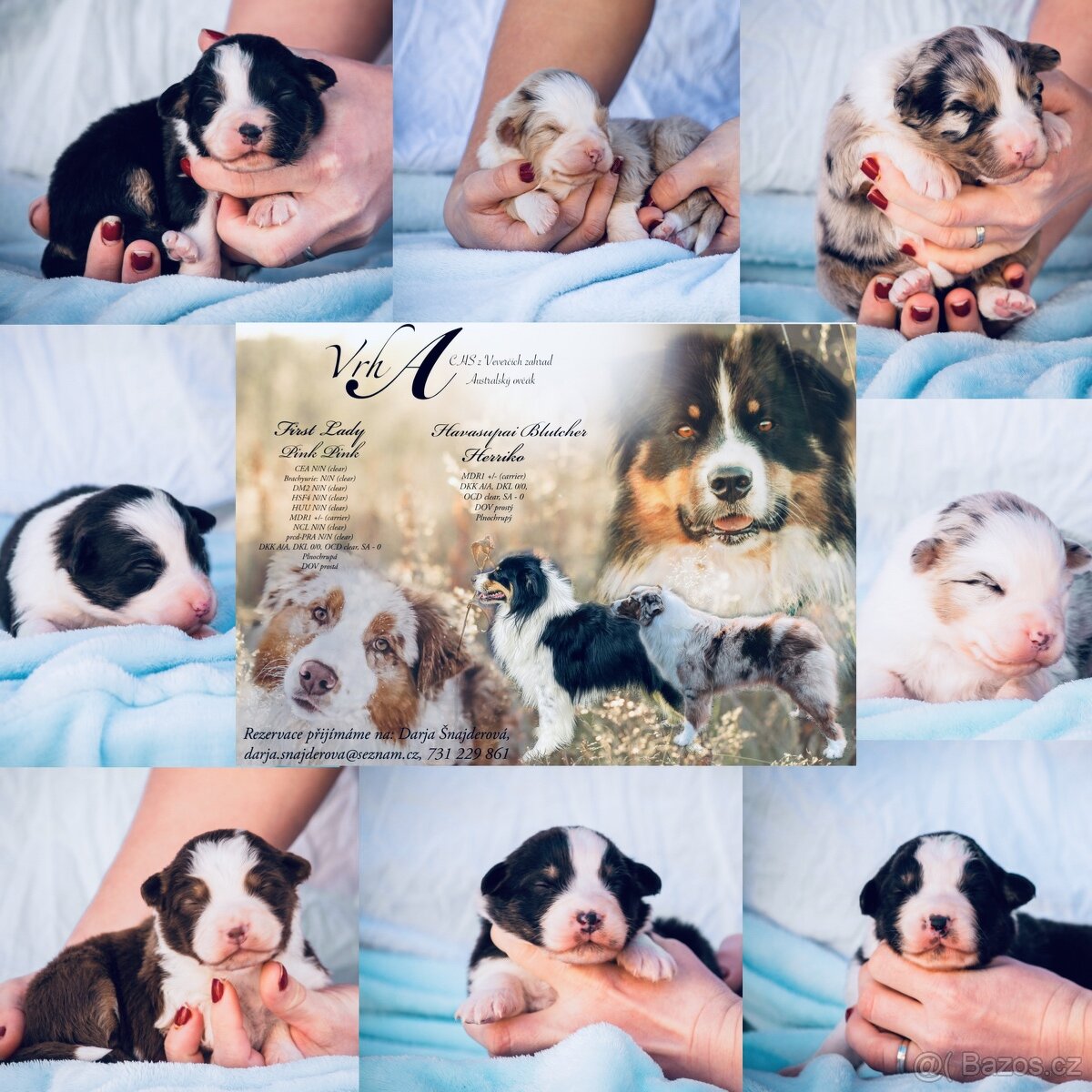 Krytí chovným psem- Australský ovčáka s PP - 8