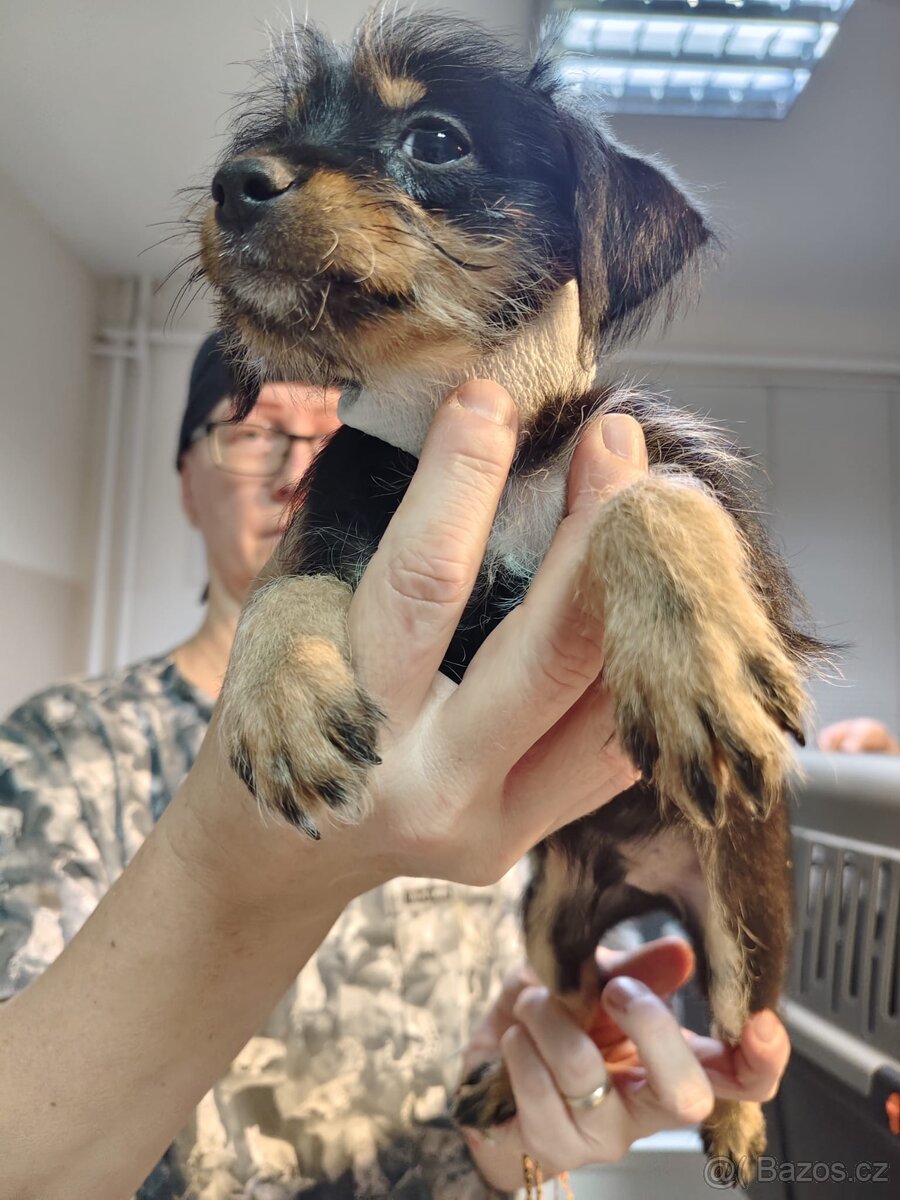 Prodám štěňata - 8