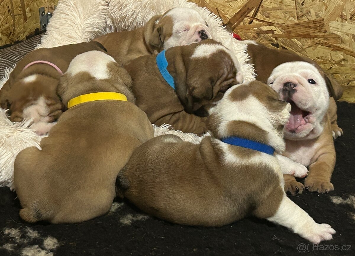 Anglický buldok s PP FCI - 8