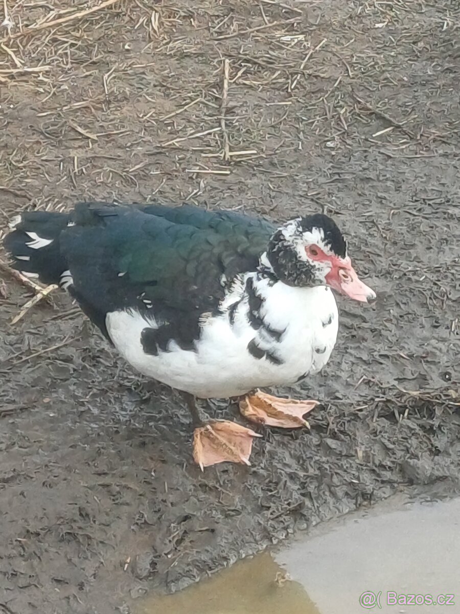 Kachna pižmová - 8