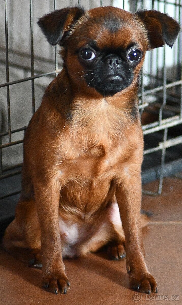 brabantík - štěně s pp - 8