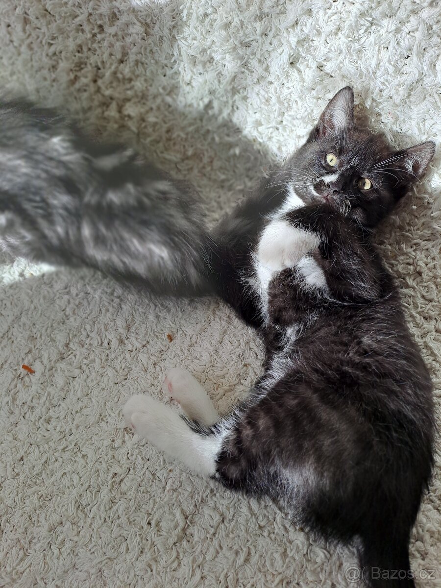 Tříměsíční kocourek - 8