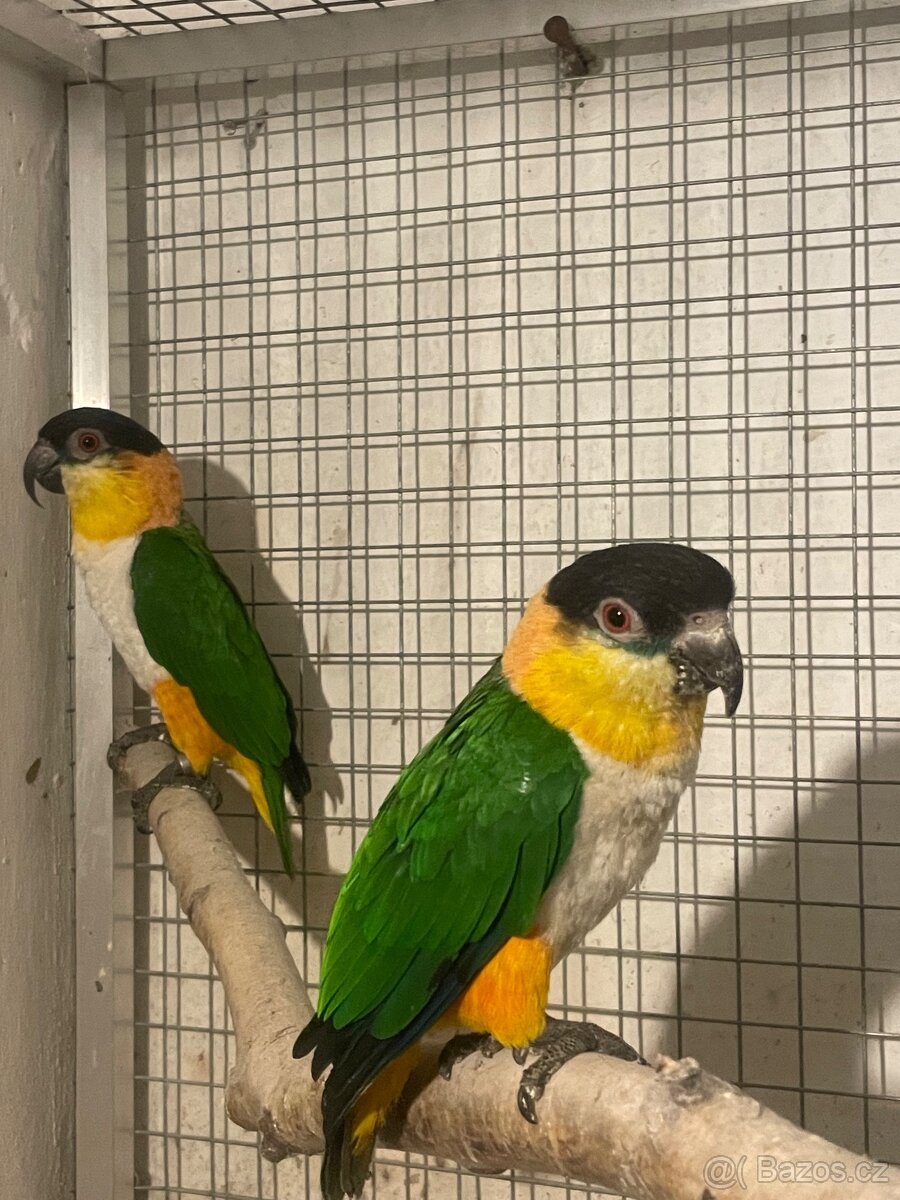 Amazonek černotemenný - 8