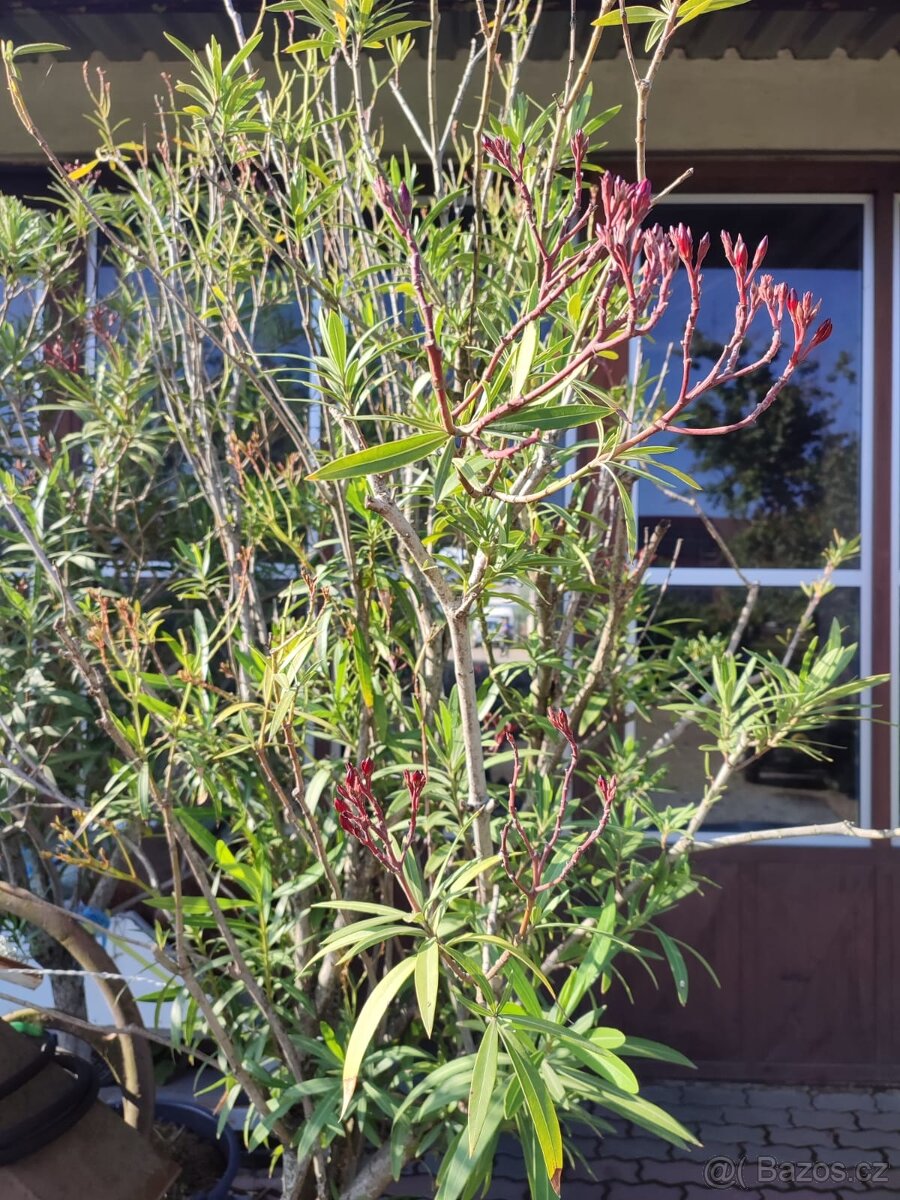 Oleandr přes 2m - 8