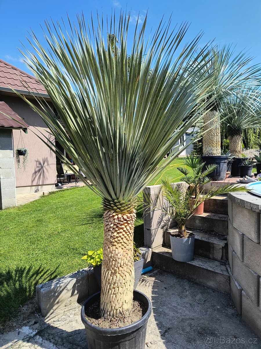 Sabal brazoriensis yucca juka - 8