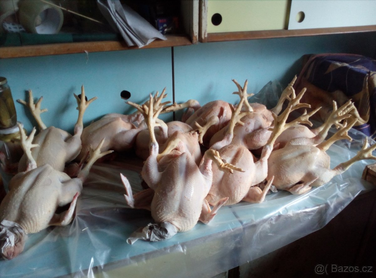 Domácí kuřata a kachny - 8