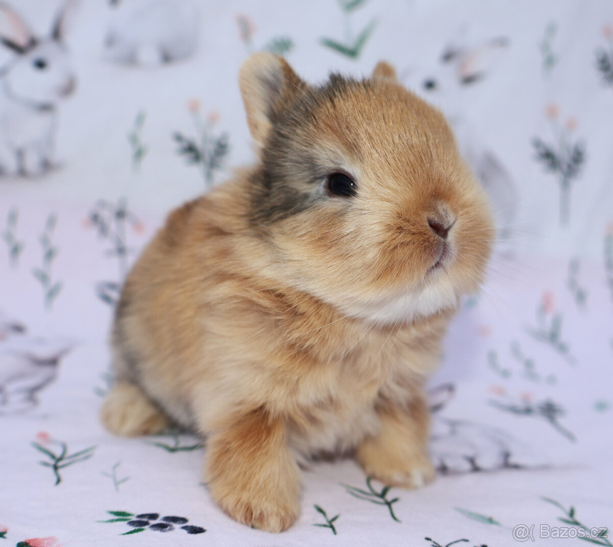 Zakrslý krátkouchý králíček malinká LOT samička - 8