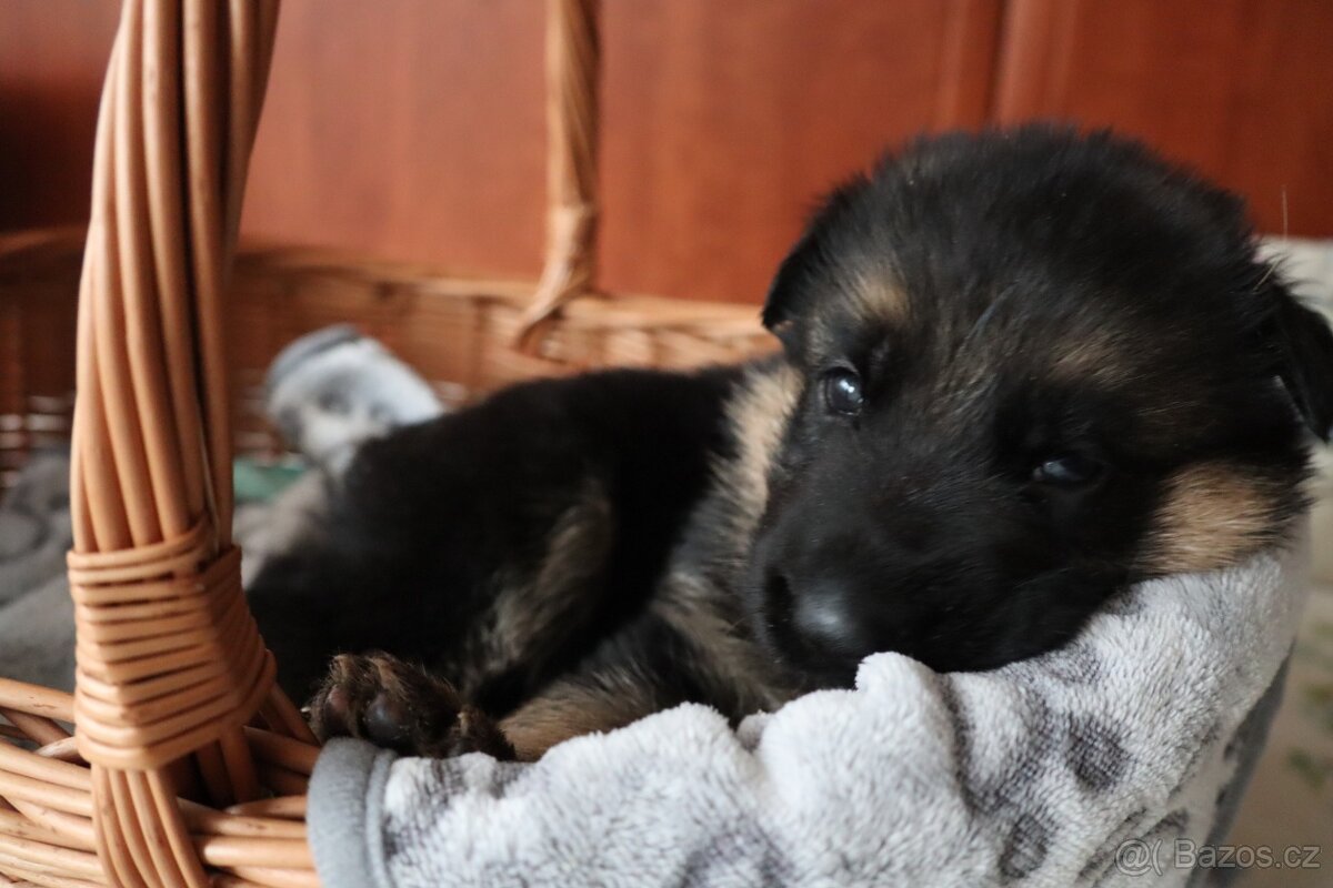 NĚMECKÝ OVČÁK S PP - 8