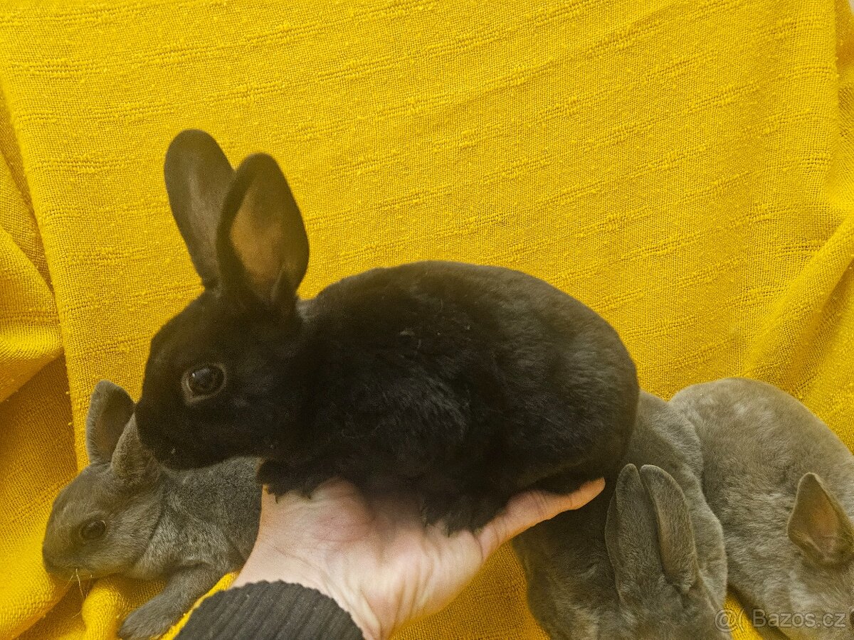 Zakrslý králíček - 8