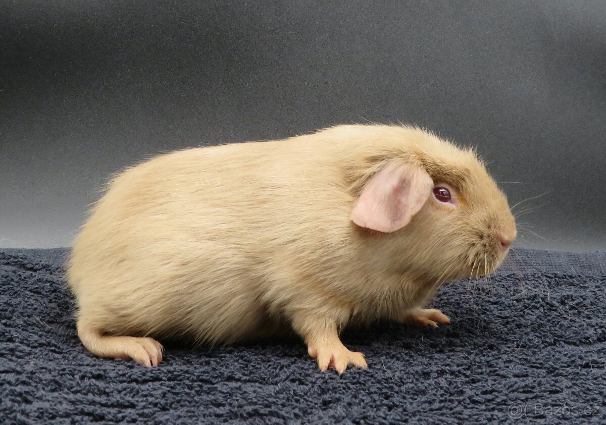 Morče, morčátko s PP (samičky, samečci) - 8