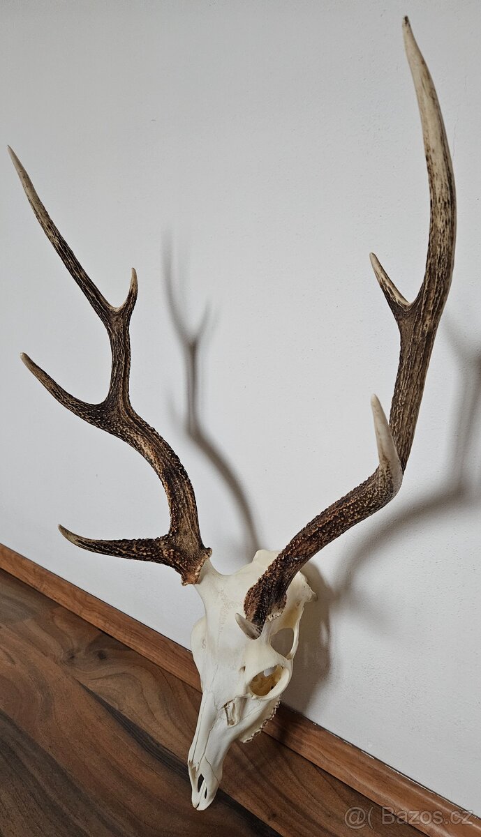 Lovecké trofeje - 8