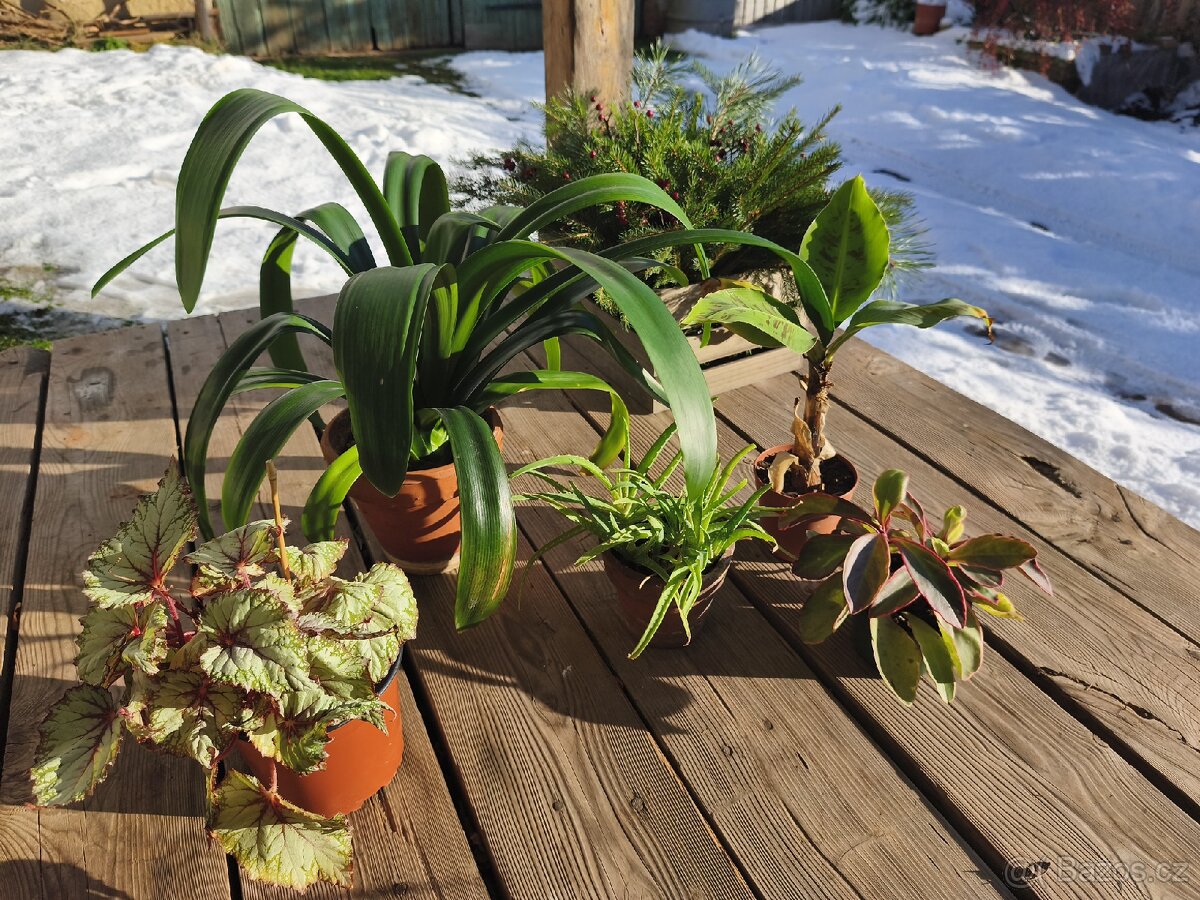 Pokojové rostliny - 8