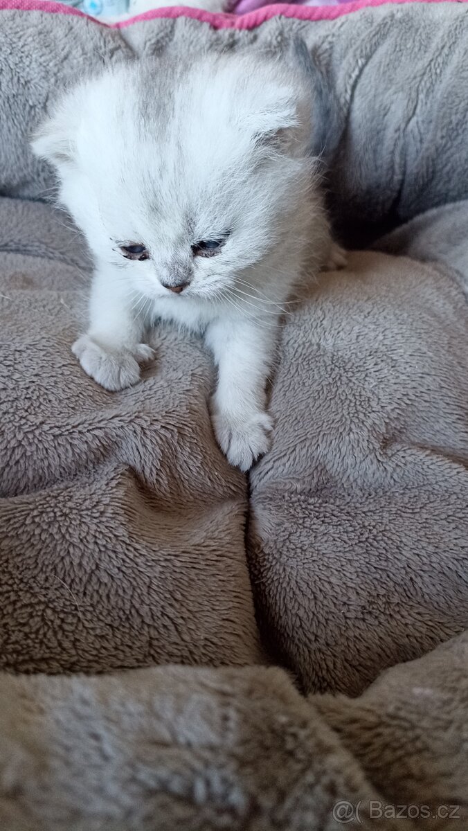 Britská whiskas a stříbřitá koťátka s PP - 8