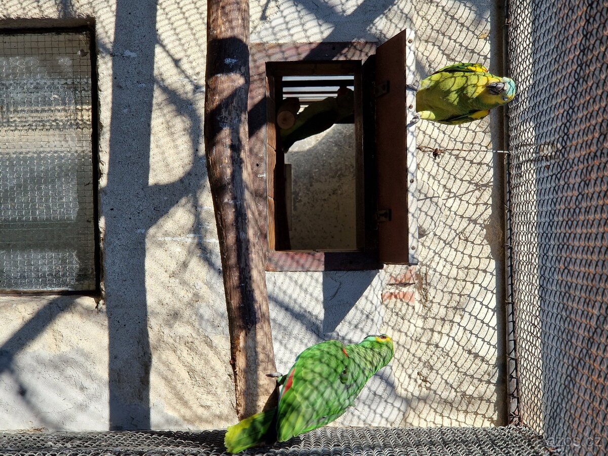 Amazoňan modročelý - 8