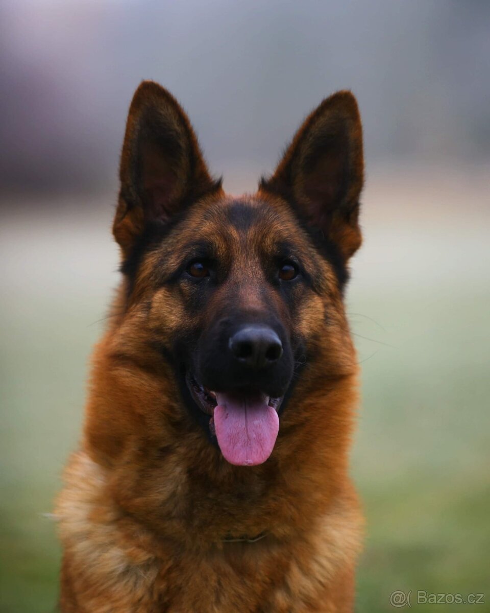 Německý ovčák štěňata - 8