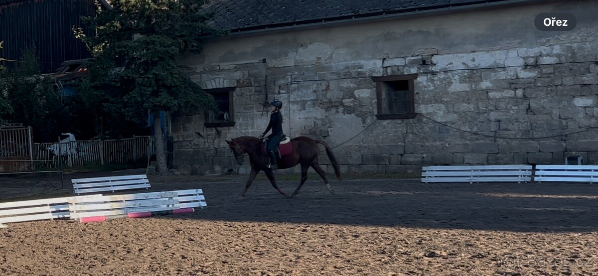 Tříletá klisna plemene slovenský sportovní pony - 8