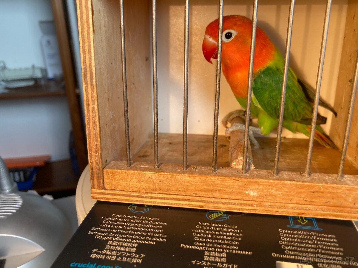 agapornis fischeri - 8