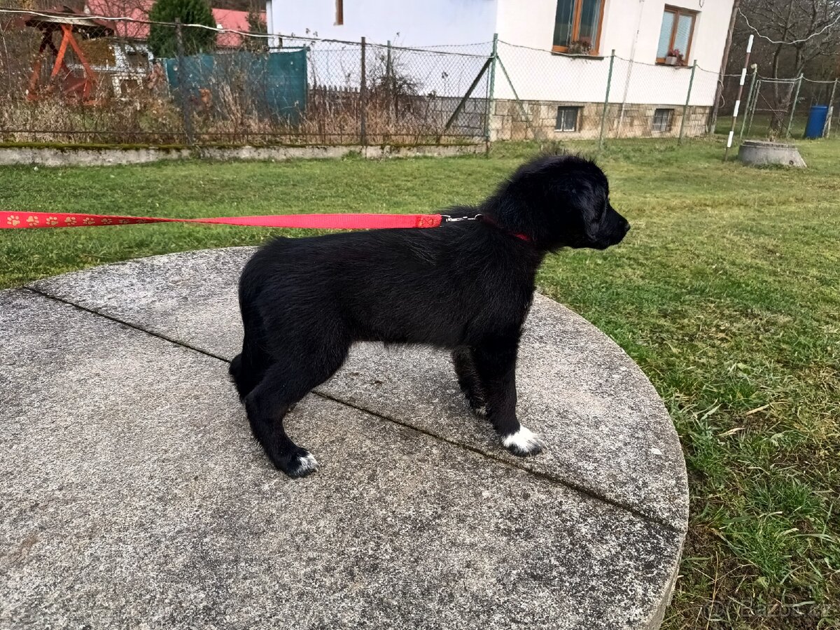 Kříženec border kolie - 8