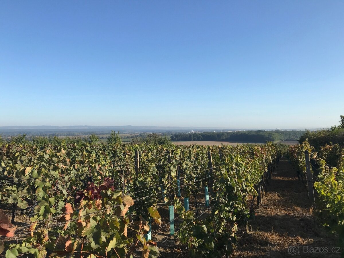 Prodej vinohradu - Petrov u Strážnice - 8